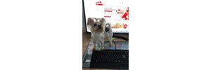 Descoperă cum magazinele pet shop pot crește profitul cu 20% intr-un timp scurt!