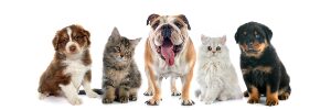 Design Pet Shop: Optimizarea Salii de Asteptare a Clinicii Veterinare (Bucuresti-Ilfov)