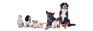Optimizarea Salii de Asteptare a Clinicii Veterinare Cluj Napoca